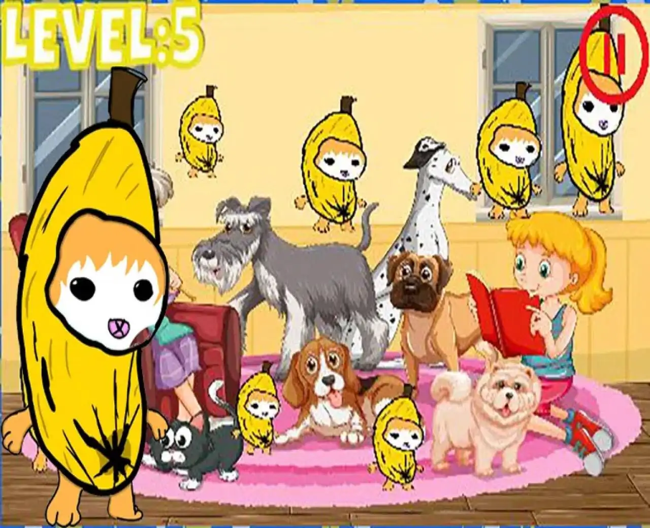 香蕉猫-麦克斯韦猫hapi