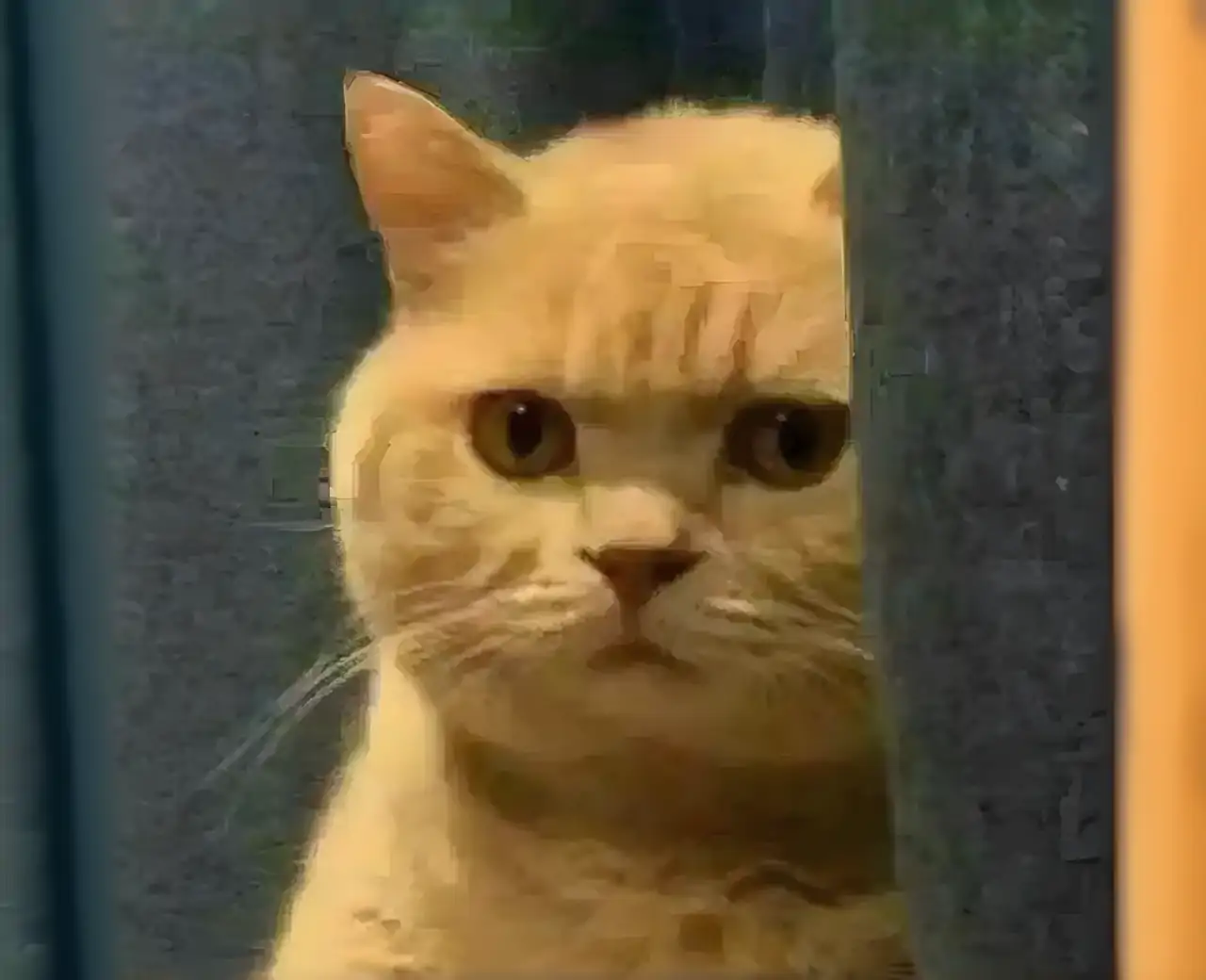 我的会说话的猫Tommy