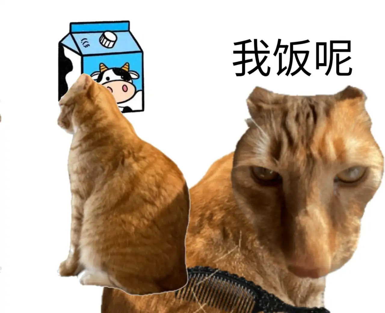 给猫梳毛2:喂饭