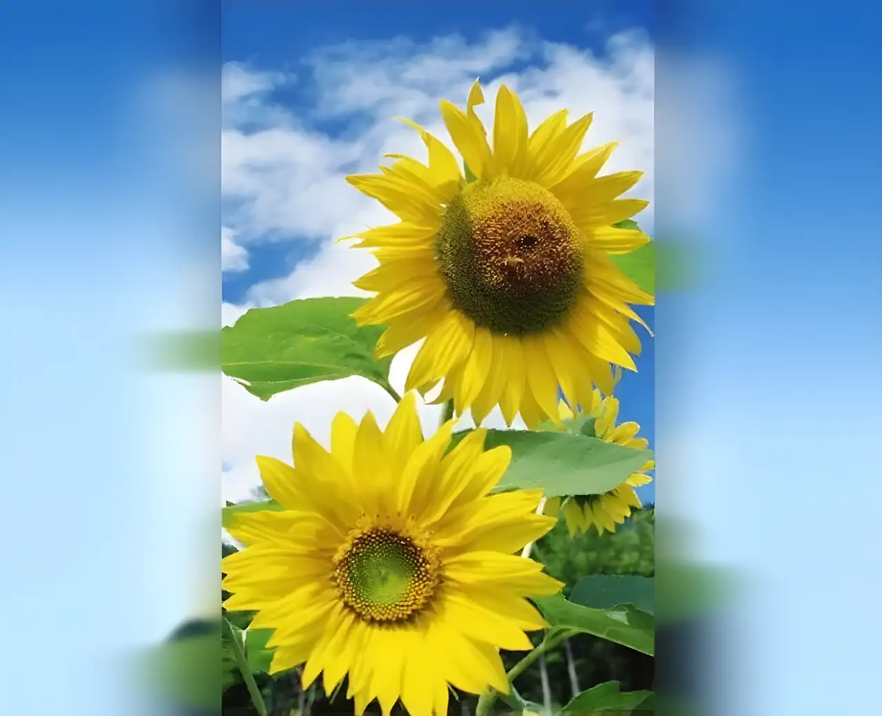 向日葵拼图