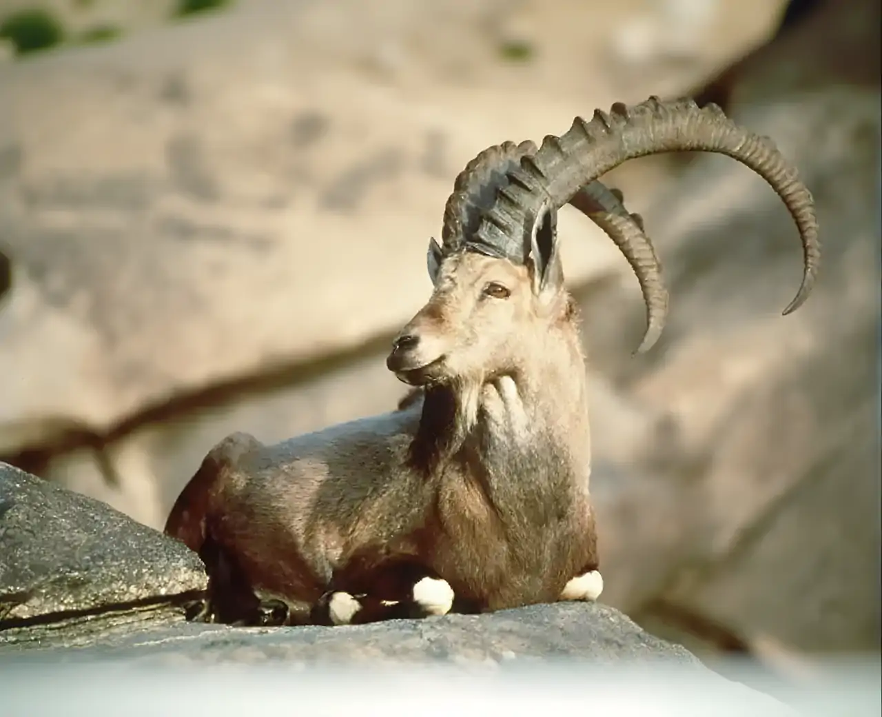 终极野山羊模拟器