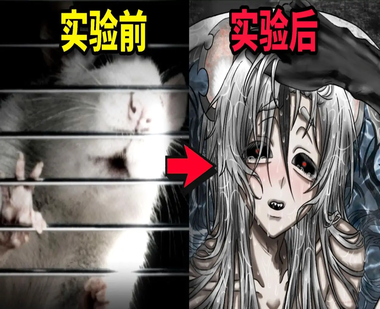 啮齿动物No.44:观察记录