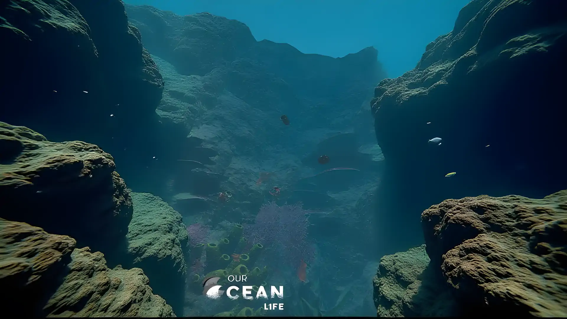 我们的海洋生物