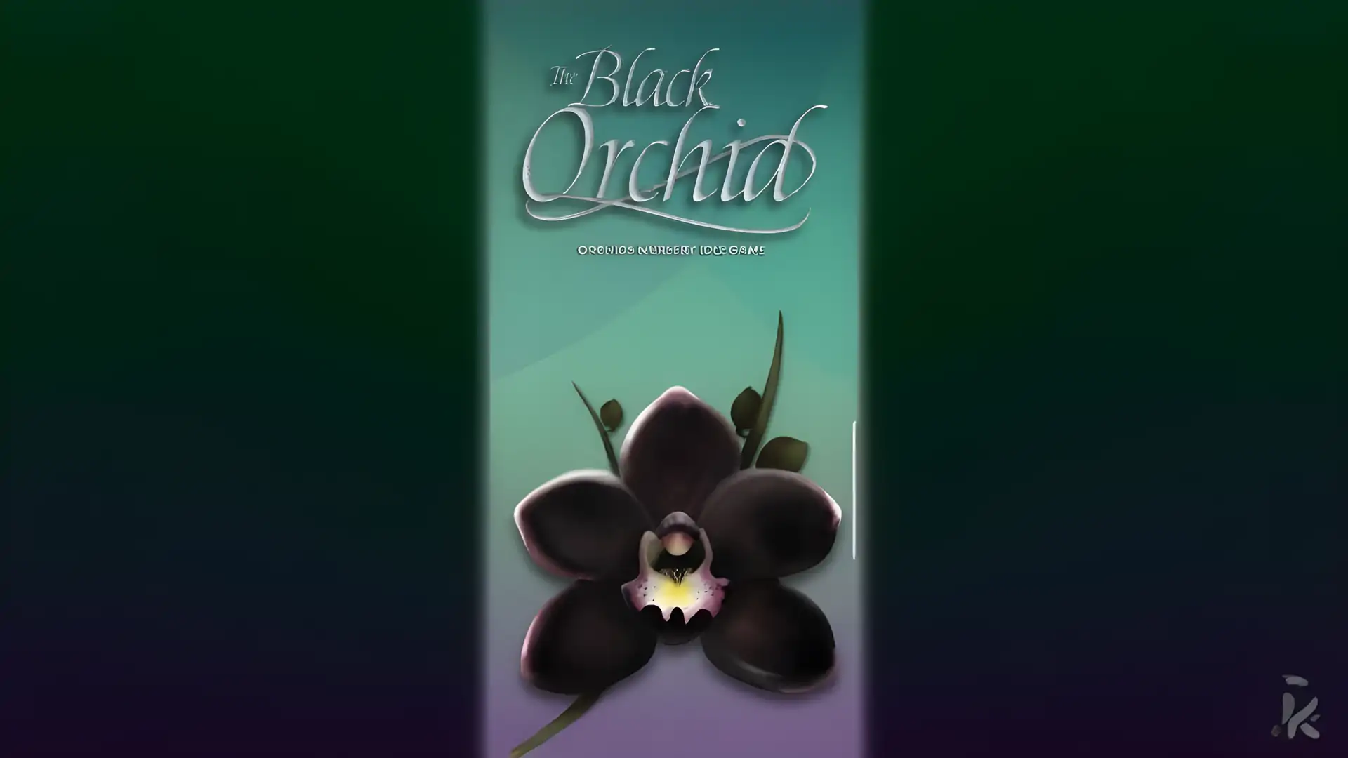 黑兰花-OrchidsNur