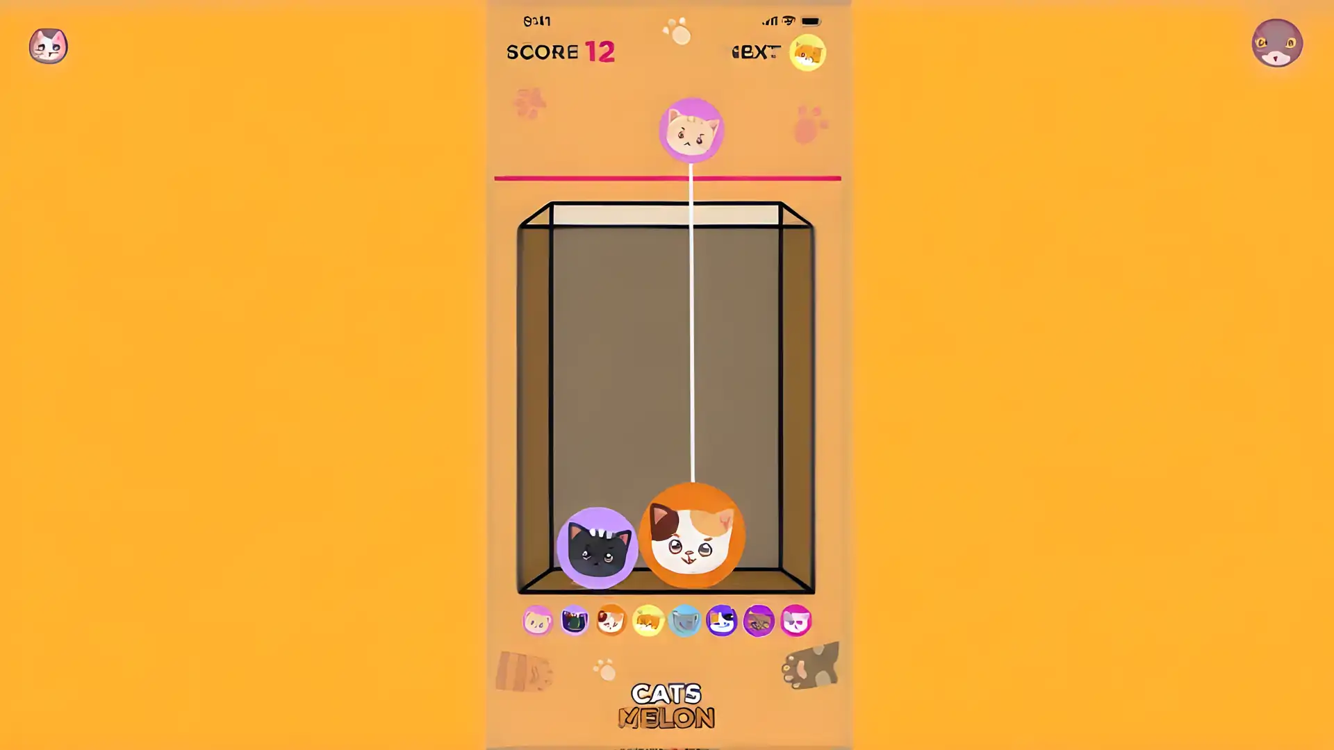 猫瓜