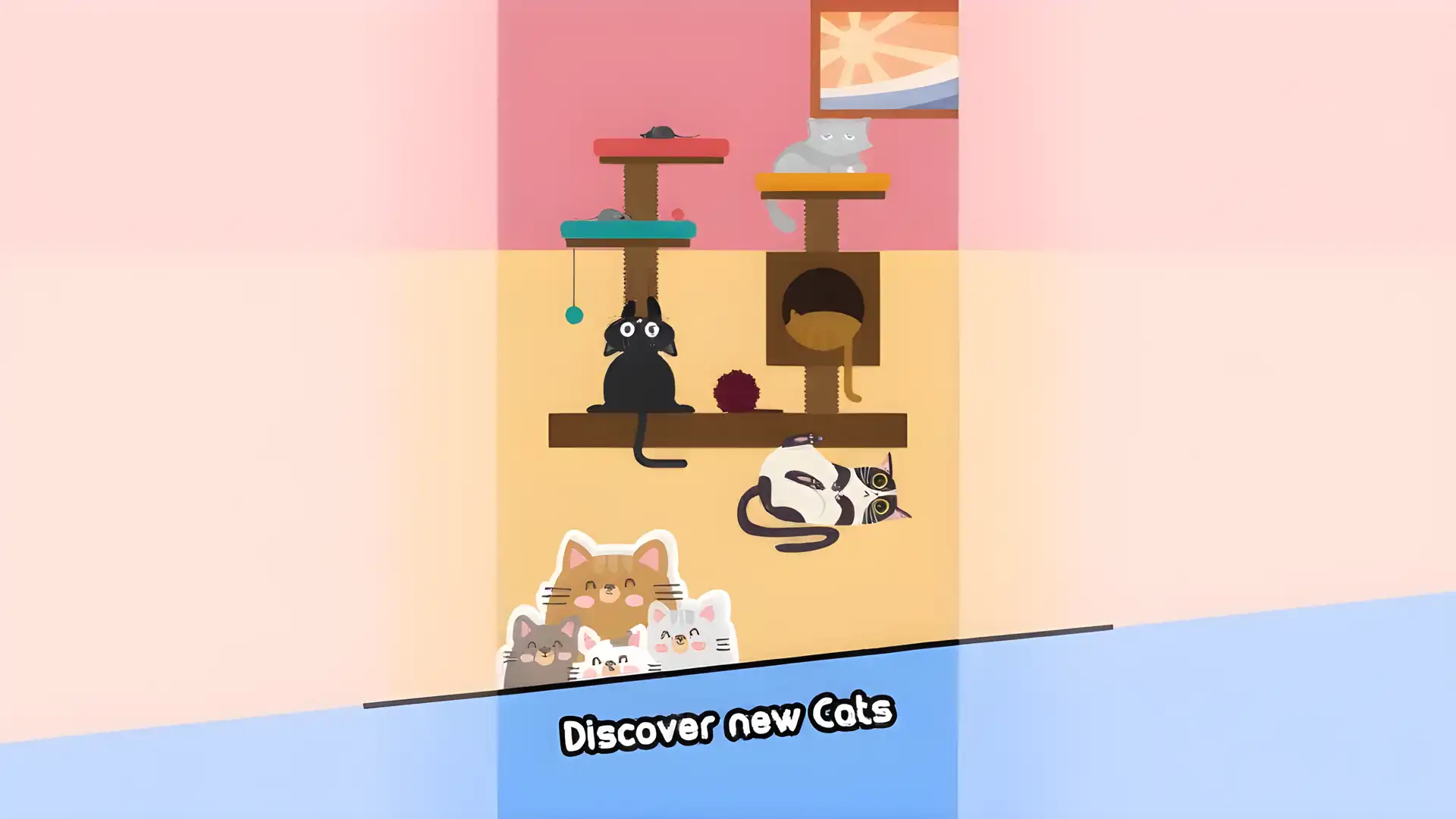 猫科动物：可爱的小猫
