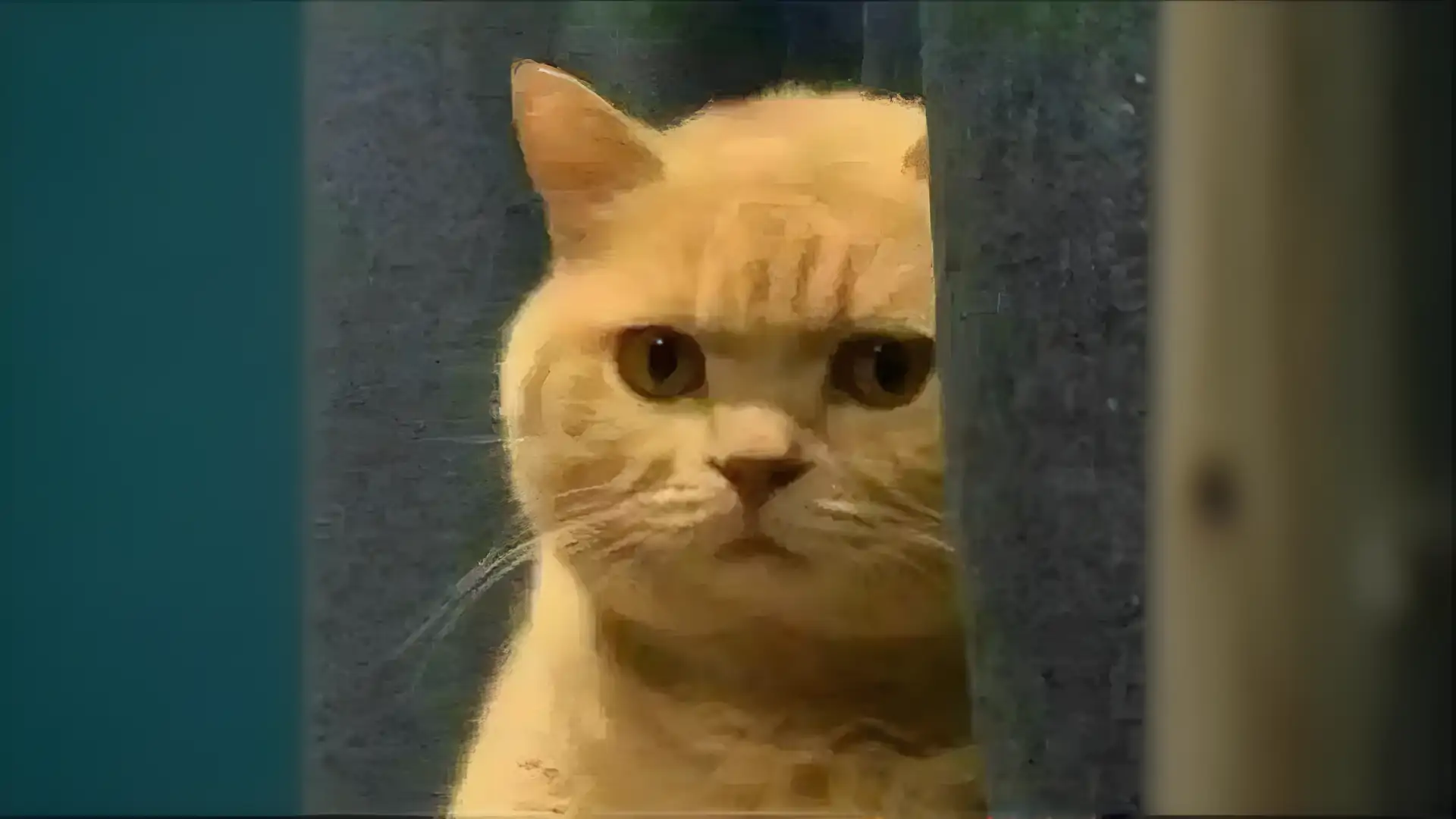 我的会说话的猫Tommy