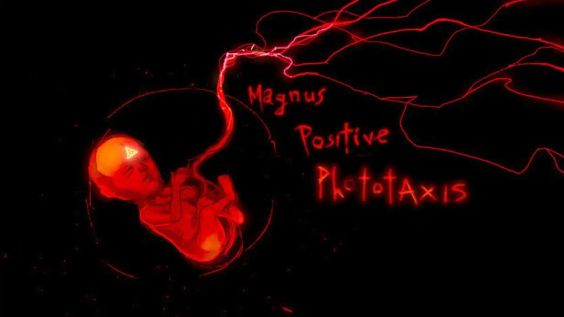 Magnus Positive Phototaxis