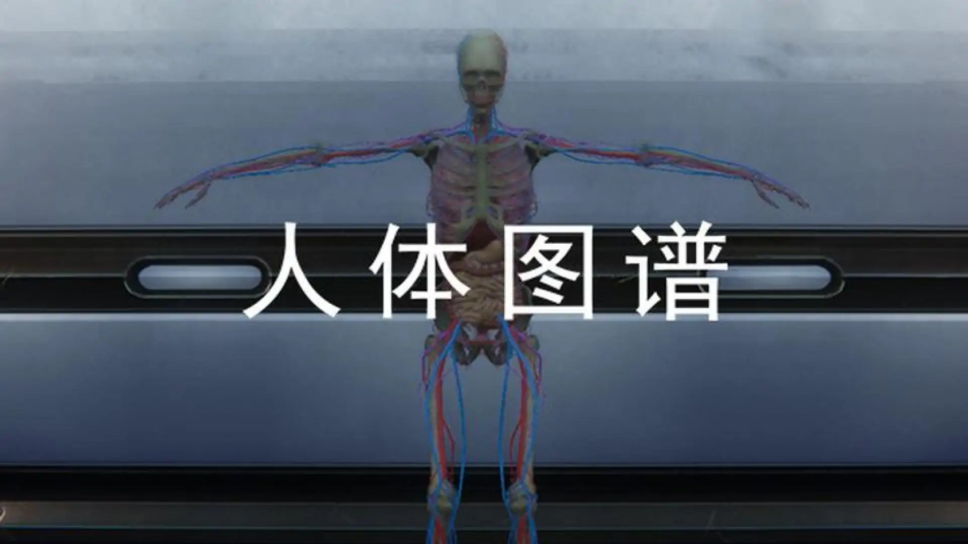 人体图谱