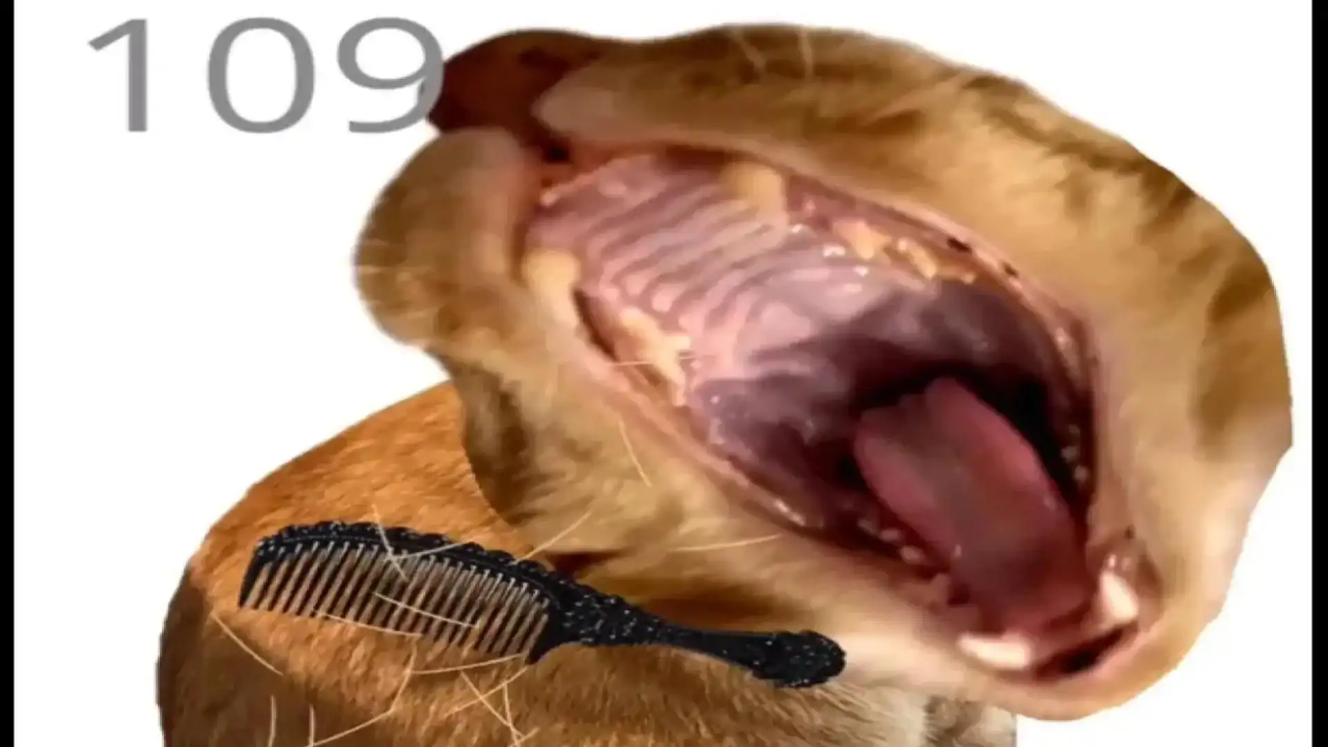 给猫梳毛