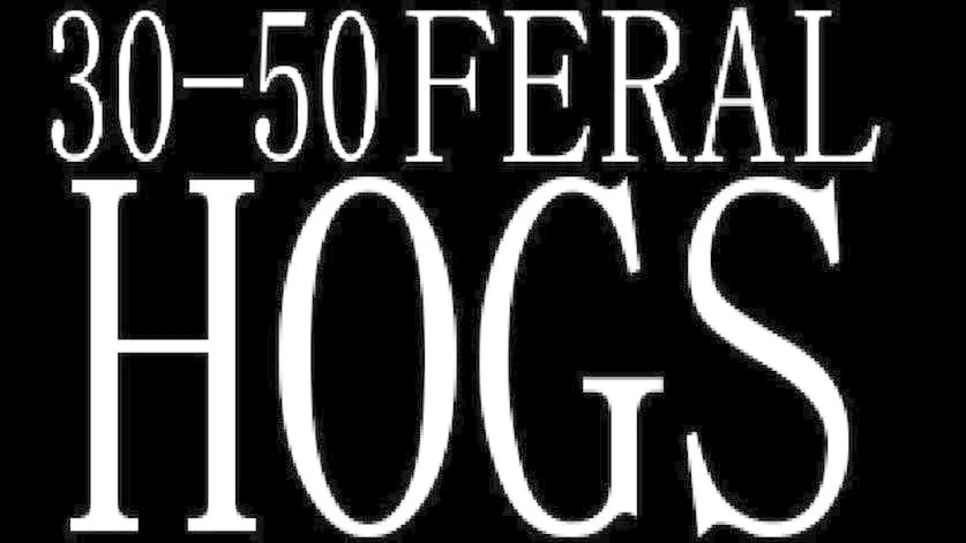 30-50 Feral Hogs