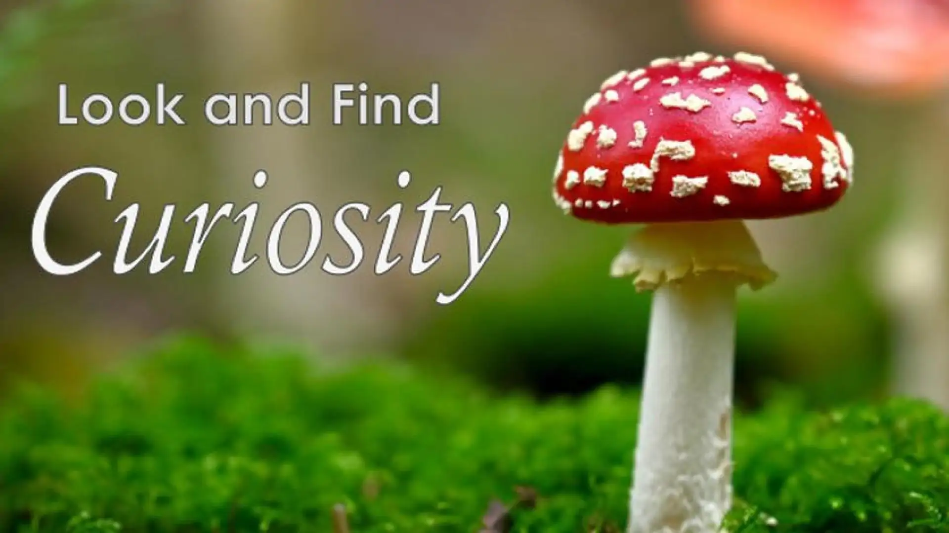 Look and Find - Curiosity