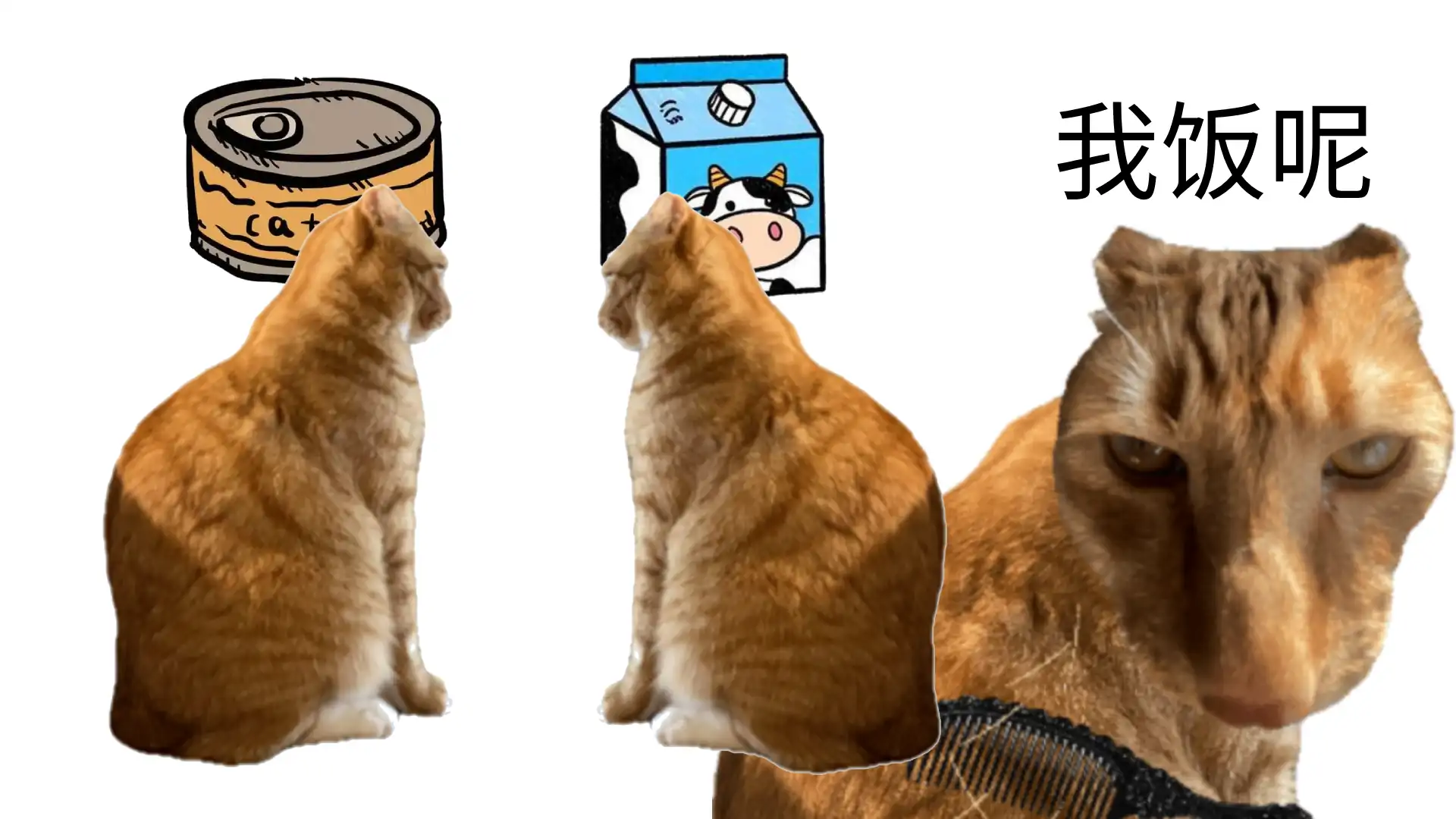 给猫梳毛2:喂饭