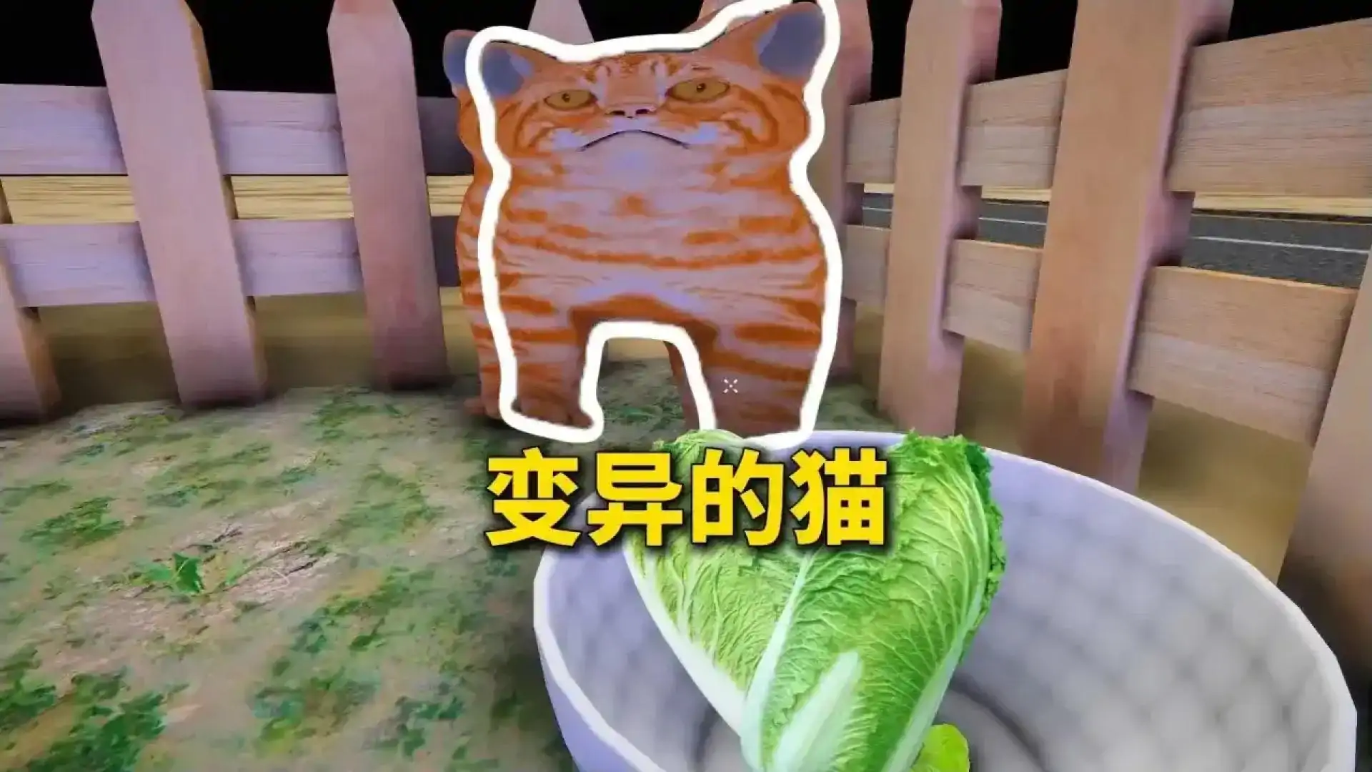 喂你的猫