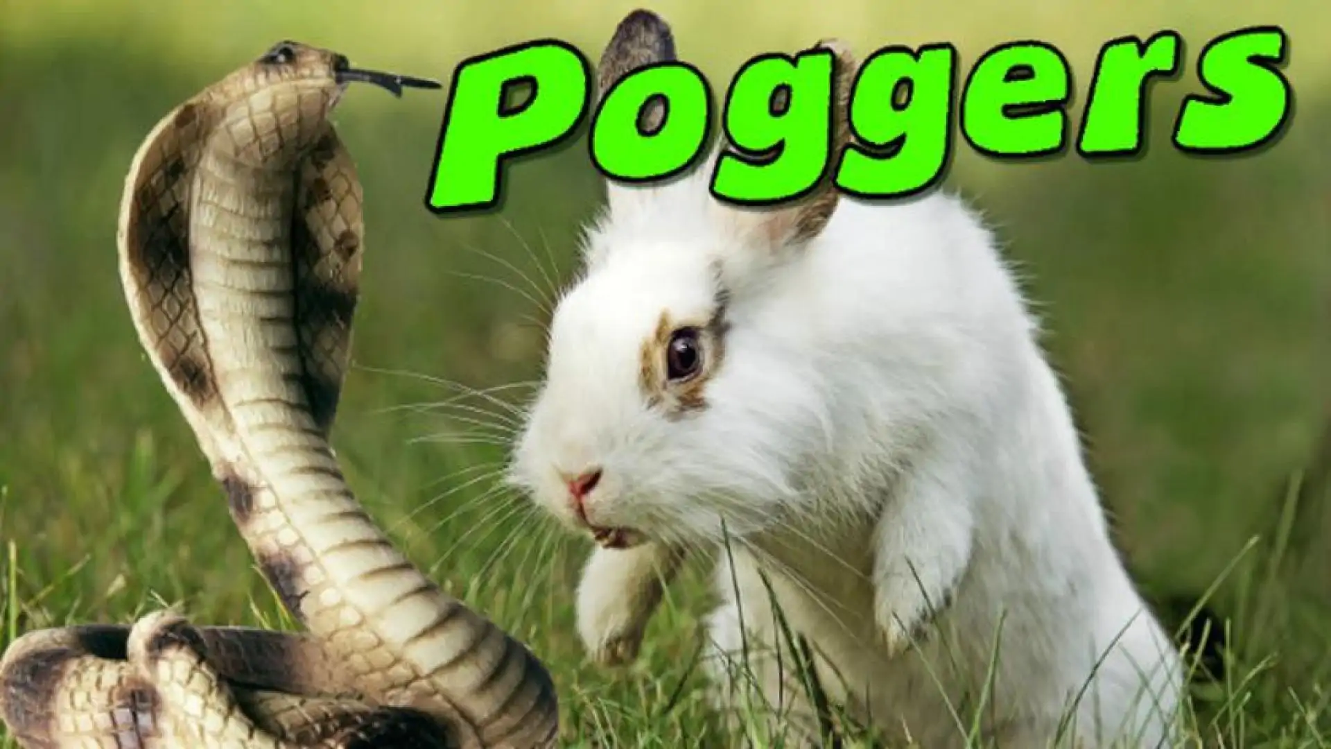 Poggers