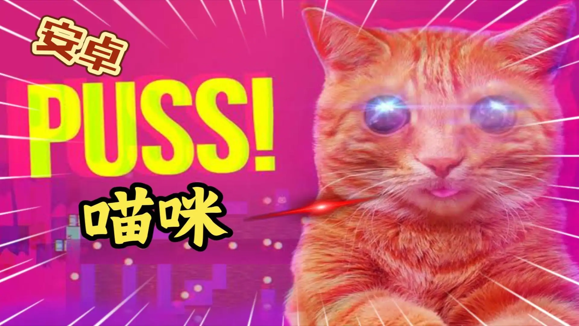 猫咪!