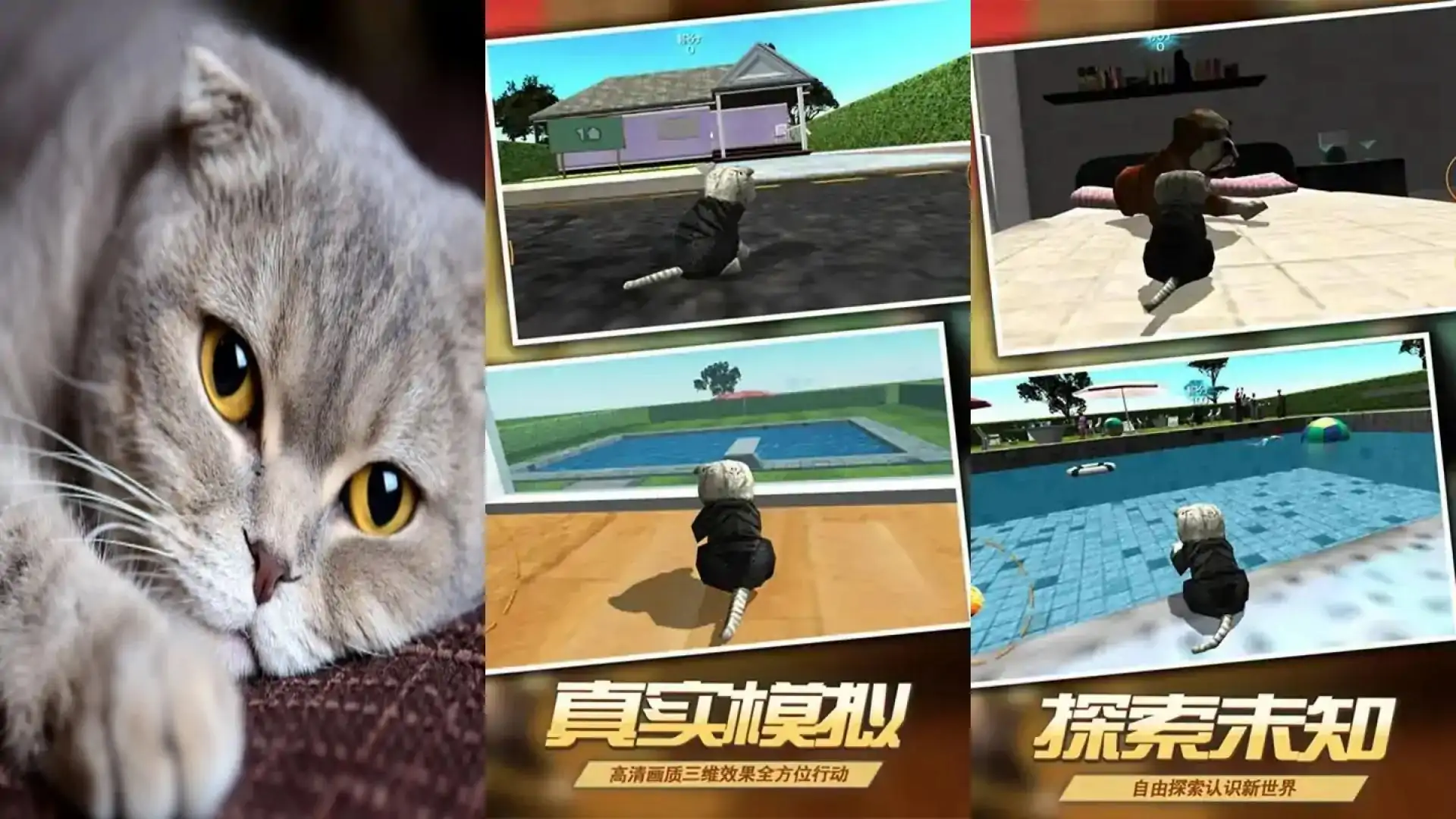 真实小猫3D模拟