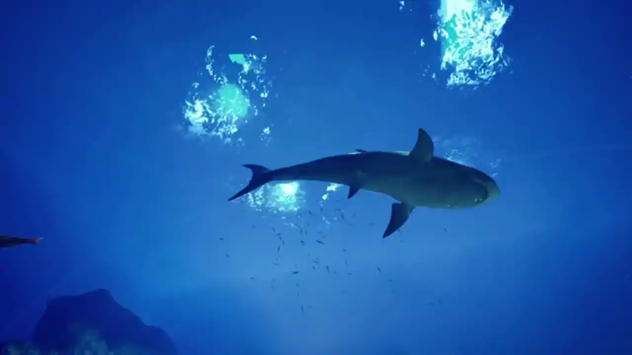8月32日的水族馆（预约）