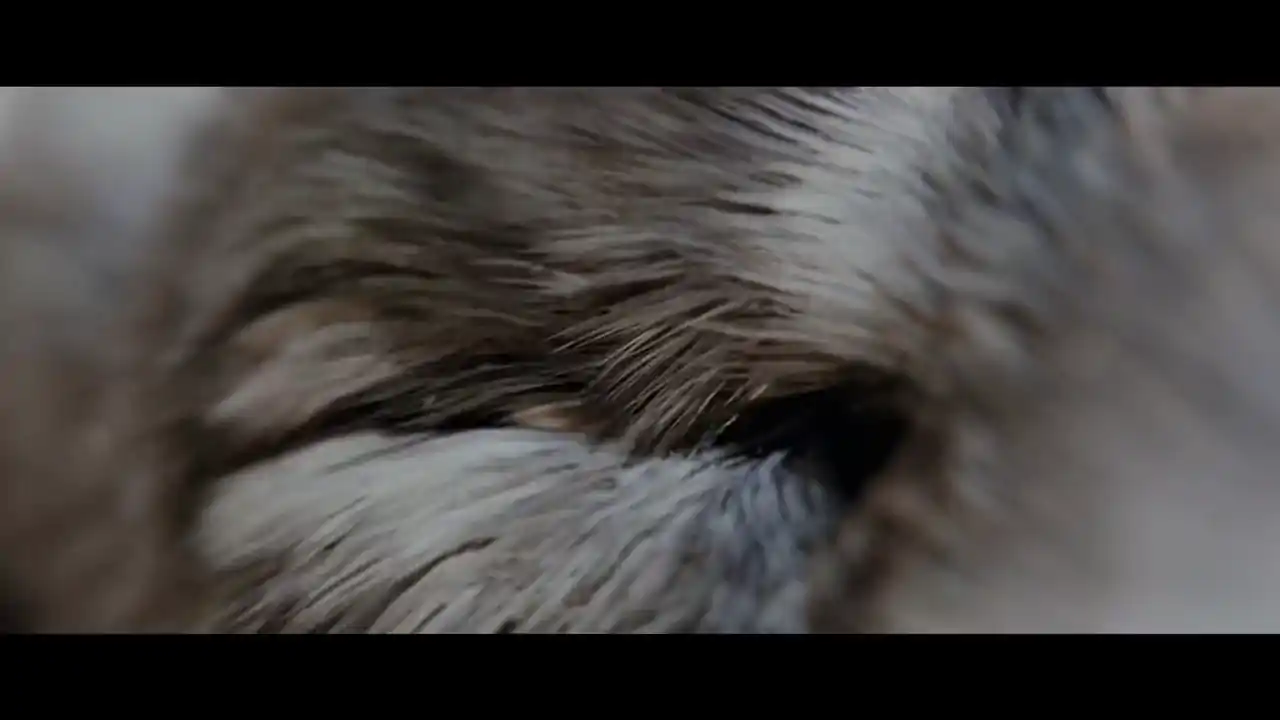 The Wolf