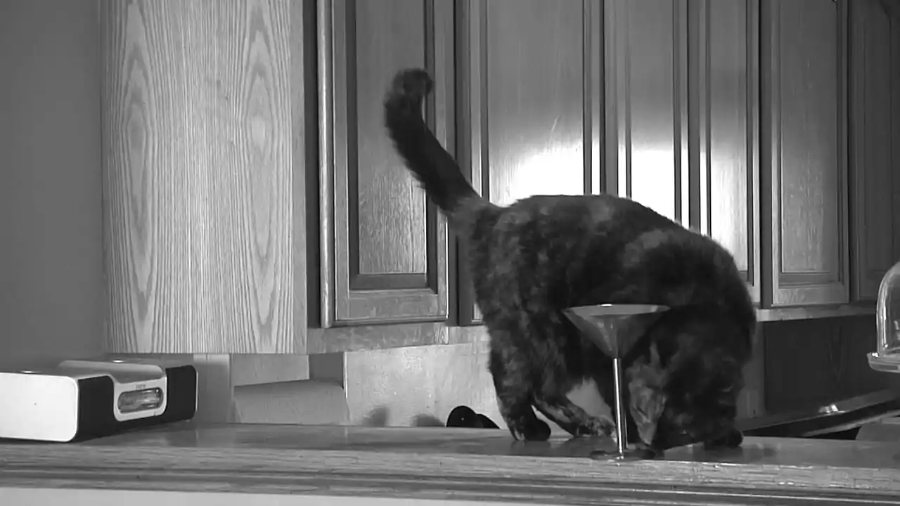Catlateral Damage