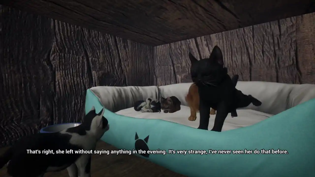 Kitten Tales