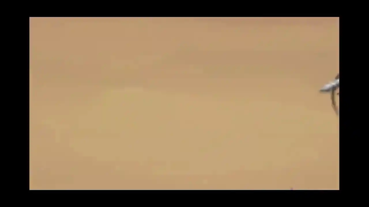 精灵守护者