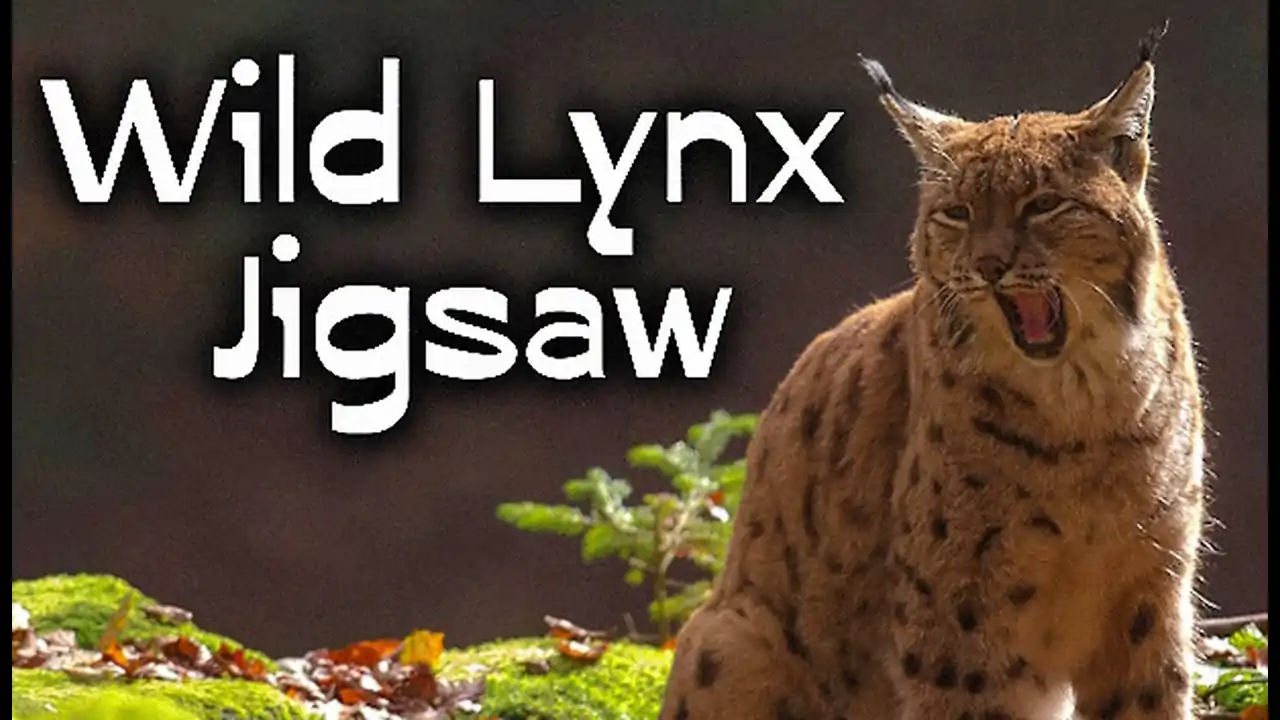 Wild Lynx Jigsaw