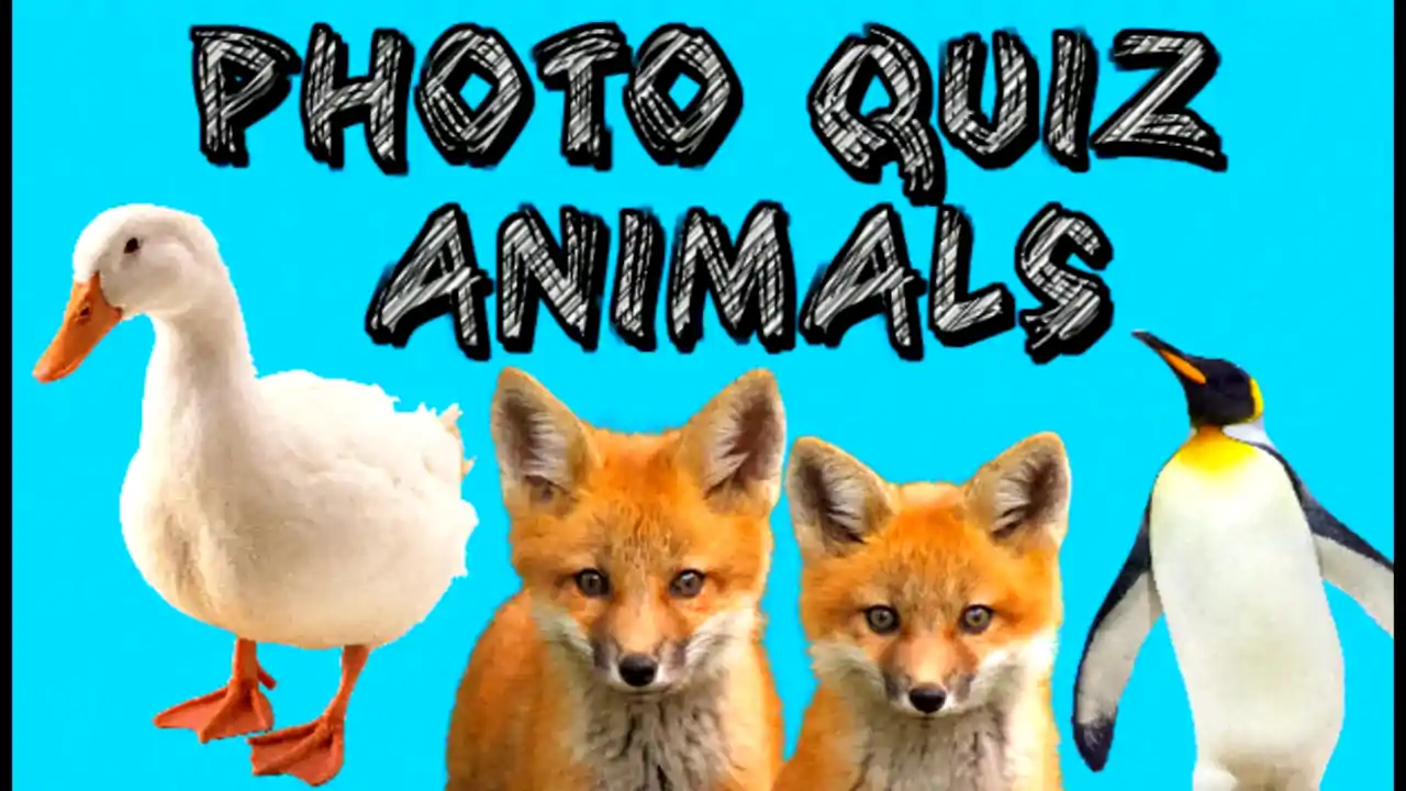 Photo Quiz - Animals
