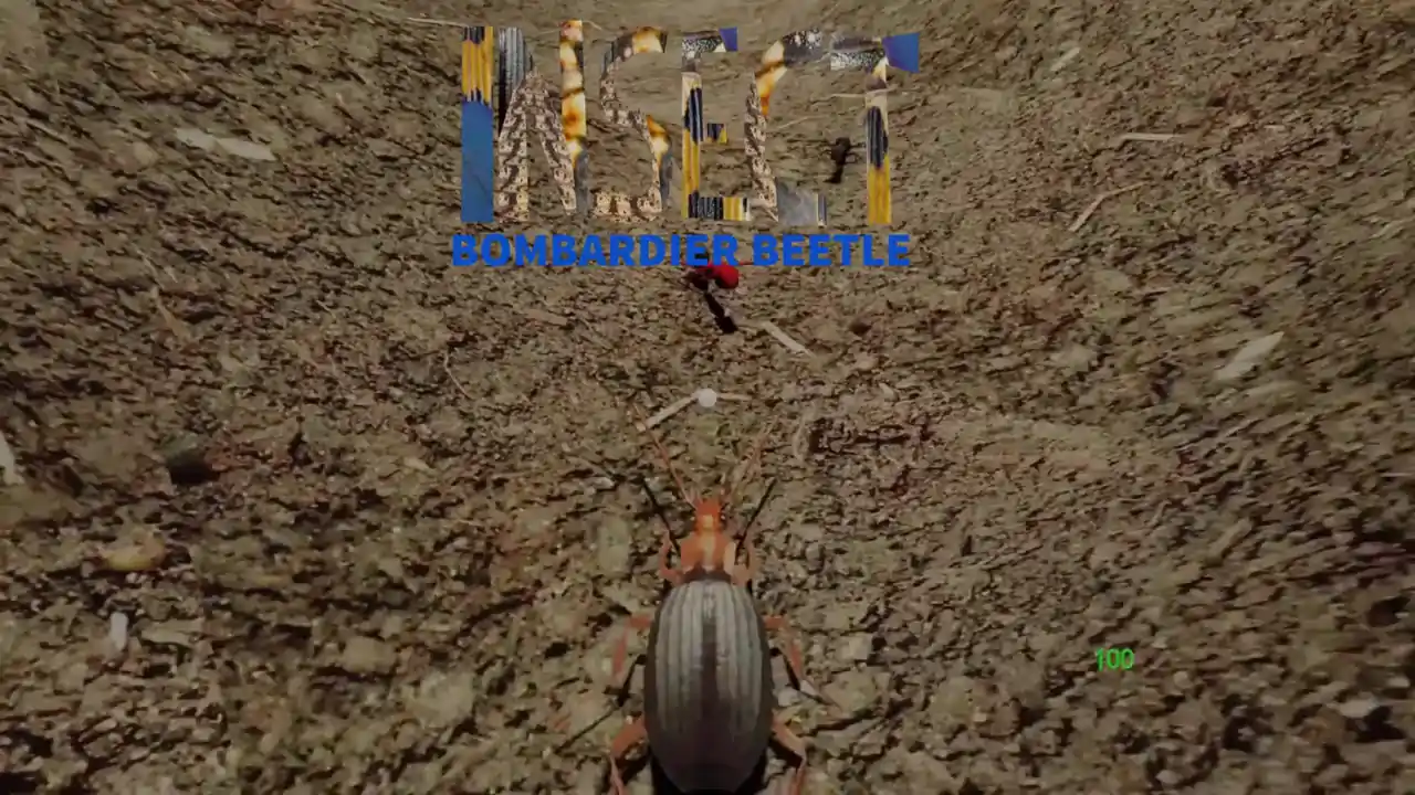 Insect: Bombardier beetle