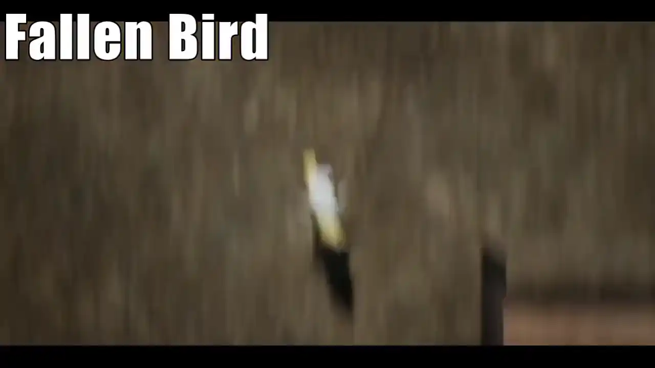 Fallen Bird